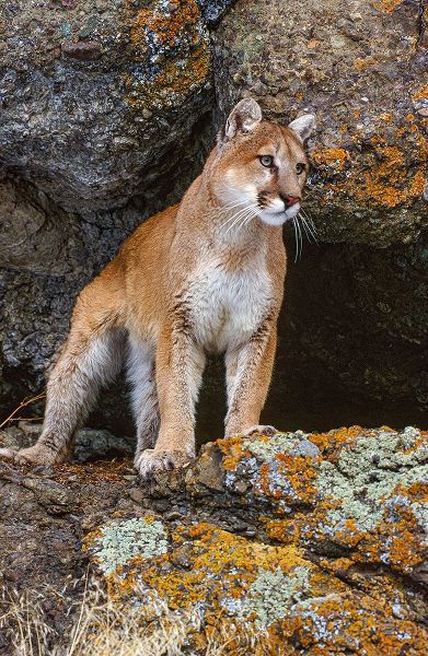 Captive Mountain Lion is perched on orange lichen covered cliff-Montana